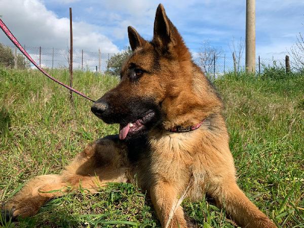 Bogart Cucciolo  Pastore Tedesco